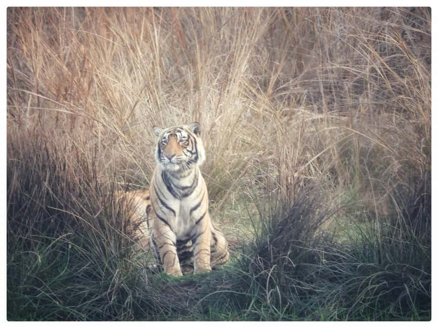 From Jaipur: Ranthambore National Park Day Trip with Safari - Your 3.25-hour wildlife window inside Ranthambore