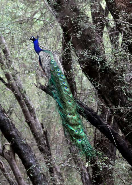 From Jaipur: Ranthambore National Park Day Trip with Safari - Zones and timing: how to set yourself up for tiger odds