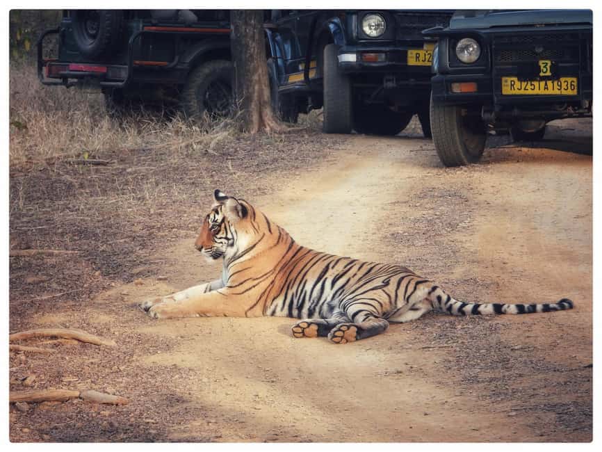 From Jaipur: Ranthambore National Park Day Trip with Safari - What to bring (and what to skip) for comfort and better wildlife viewing