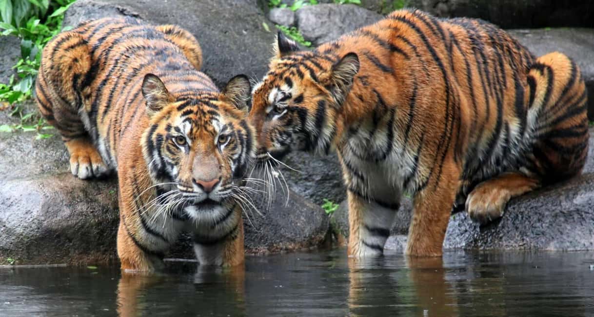 From Jaipur: Ranthambore Private Day Trip with Tiger Safari - How the Jaipur-to-Ranthambore Private Day Trip Works