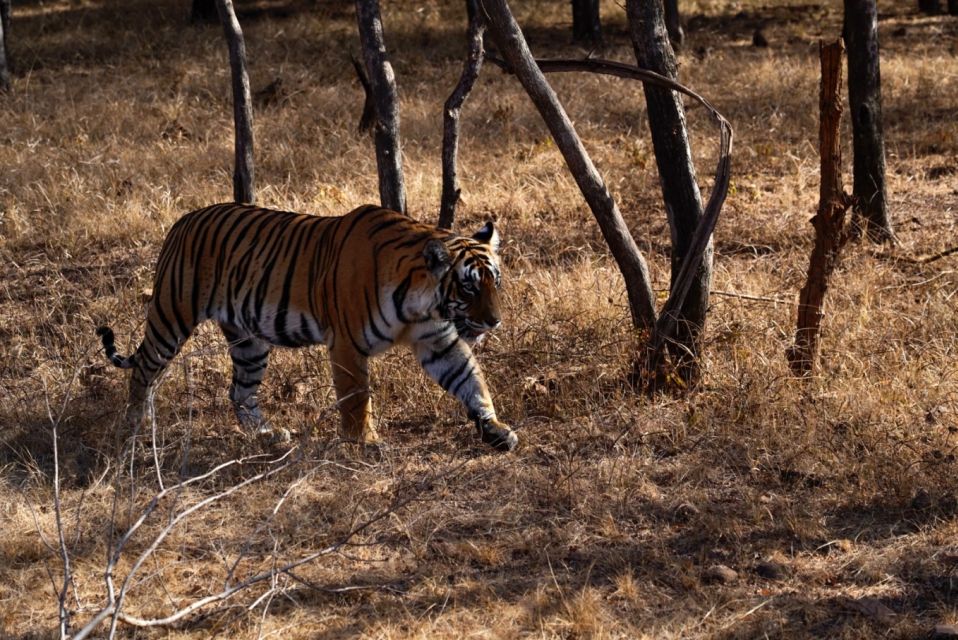 From Jaipur: Ranthambore Private Day Trip with Tiger Safari - Tigers, Crocodiles, Leopards, Sloth Bears, and Birds: The Reality Check