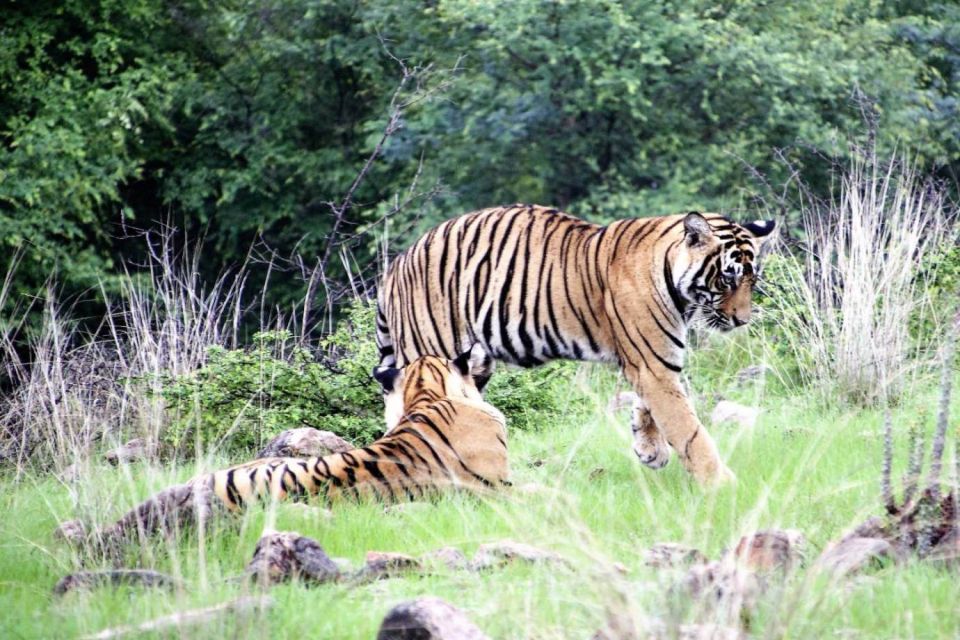 From Jaipur: Ranthambore Private Day Trip with Tiger Safari - Transfers, Small Group Comfort, and the Driver Role