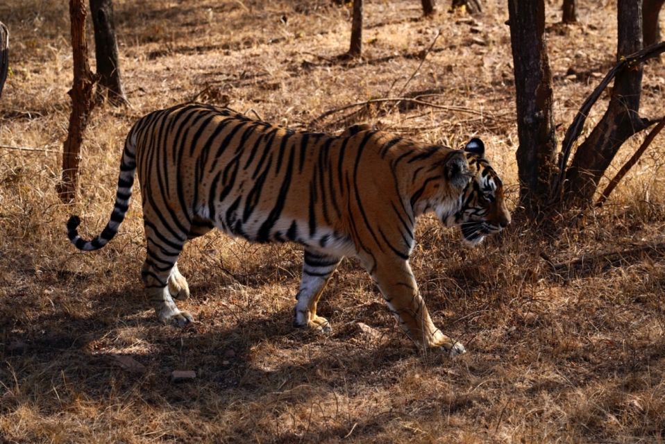 From Jaipur: Ranthambore Private Day Trip with Tiger Safari - The Open Canter Safari: What to Expect in the Wildlife Track