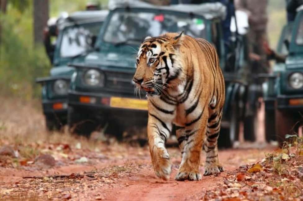 From Jaipur: Ranthambore Tiger Safari Day Trip with Transfer - Jaipur to Ranthambore: the long transfer that shapes the whole day