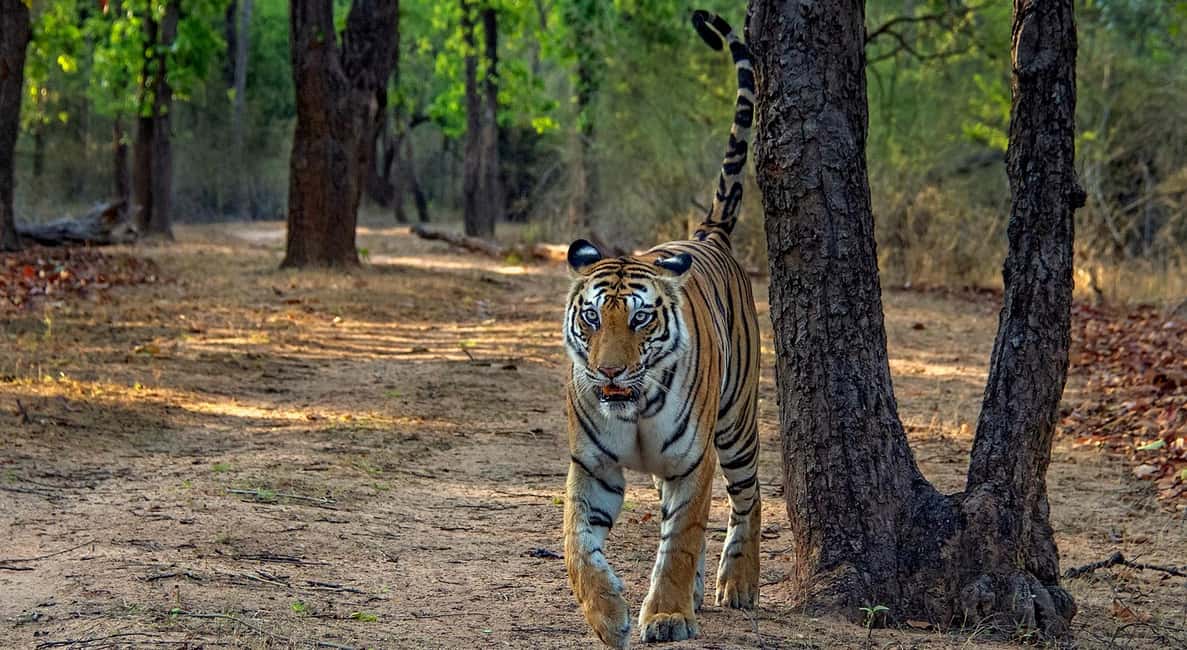 From Jaipur: Ranthambore Tiger Safari Day Trip with Transfer - Safari time in Ranthambore: where tigers and other animals show up