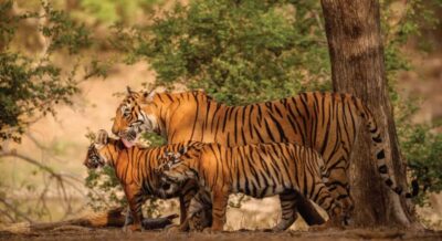 From Jaipur: Ranthambore Tiger Safari Day Trip with Transfer - Arriving at Ranthambore and meeting your guide/naturalist