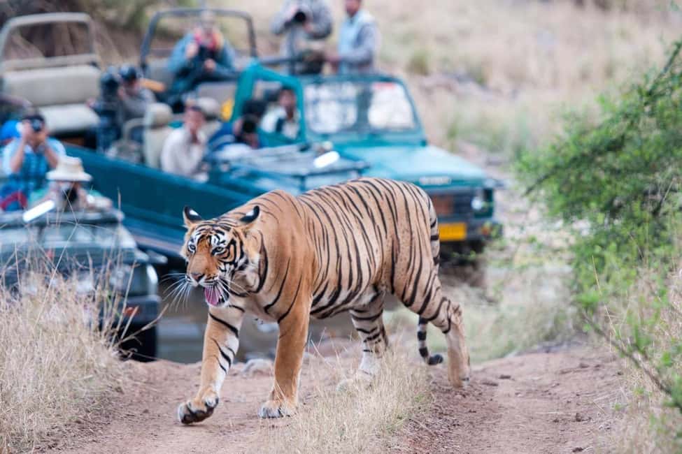 From Jaipur: Ranthambore Tiger Safari Day Trip with Transfer - The Ranthambore Fort stop: a history break inside the reserve