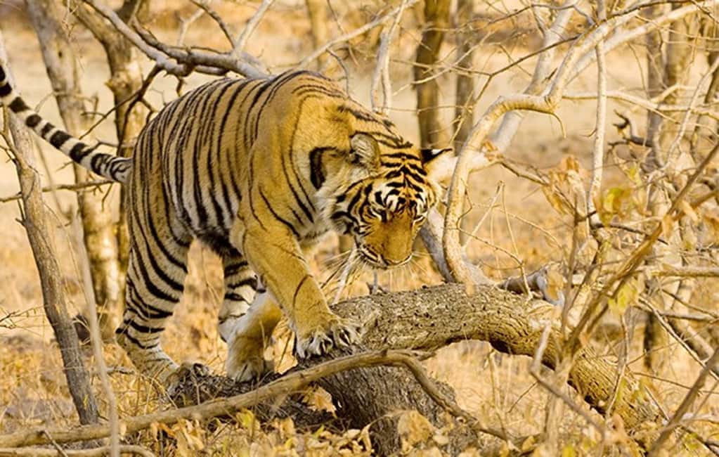 From Jaipur: Ranthambore Tiger Safari Day Trip with Transfer - What’s included (and what to plan for) on the safari day