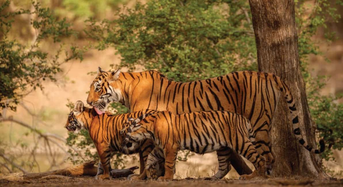 From Jaipur: Ranthambore Tiger Safari Day Trip with Transfer - Arriving at Ranthambore and meeting your guide/naturalist
