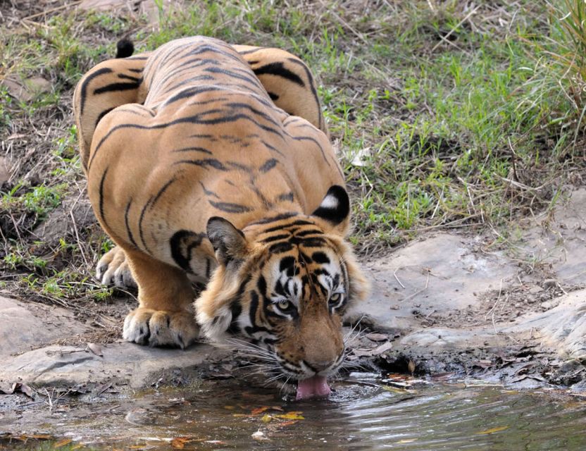 From Jaipur: Ranthambore Tour with Cab - Safari day inside Ranthambore: the 2 PM session and how vehicles change your experience