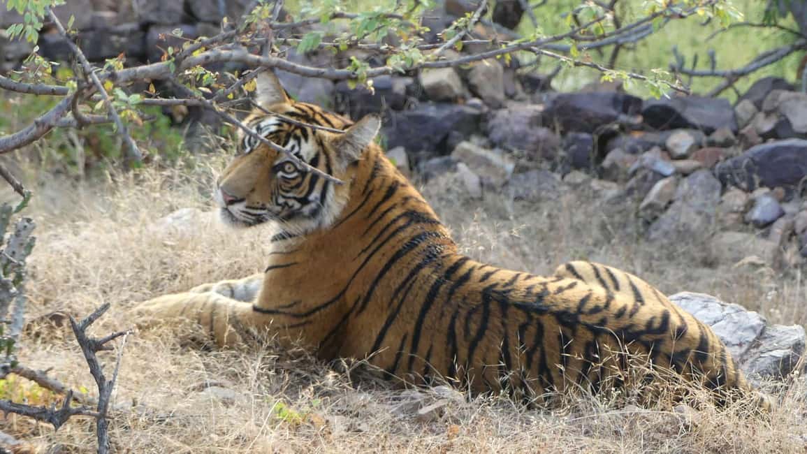 From Jaipur: Sariska National Park Day trip with Safari - Jaipur to Sariska: the ride that sets the tone