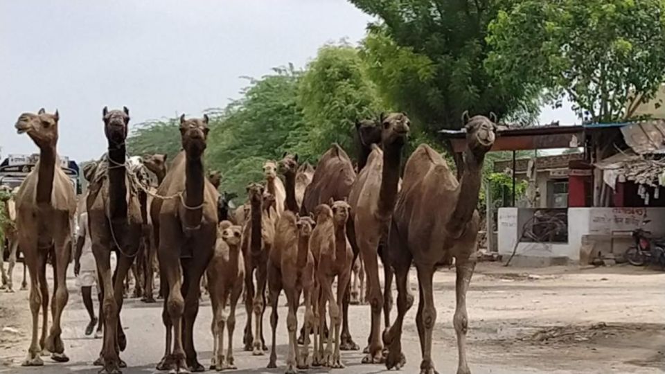 From Jodhpur: Half-Day Tour, Camel Ride, & Dinner in Osian - Key Highlights You Should Know Before Going