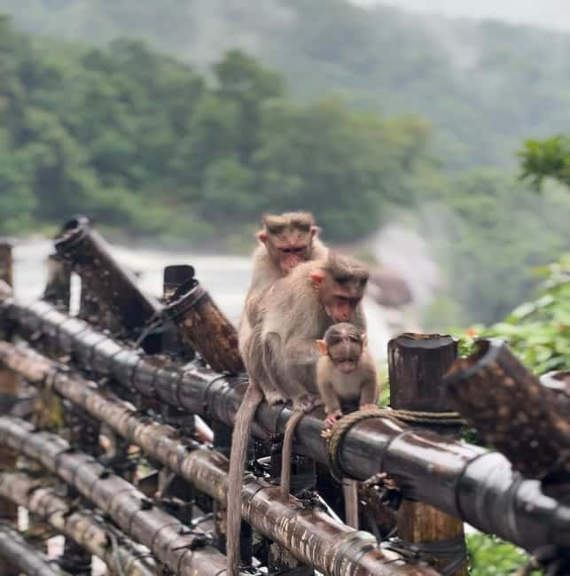 From Kochi: Athirappilly Waterfalls Day Trip with Transfers - Key Points You’ll Care About