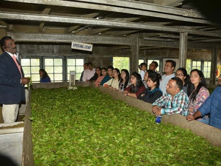 From Munnar: Tea Factory, Plantation, and National Park Tour - Tea plantation trekking: a short walk with real payoff