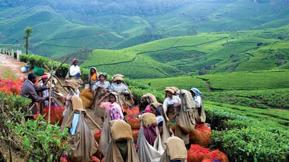 From Munnar: Tea Factory, Plantation, and National Park Tour - Spice plantation stop: what to look for (and why it matters)