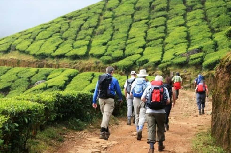 From Munnar: Tea Factory, Plantation, and National Park Tour - Price and value: why $89 can be fair here