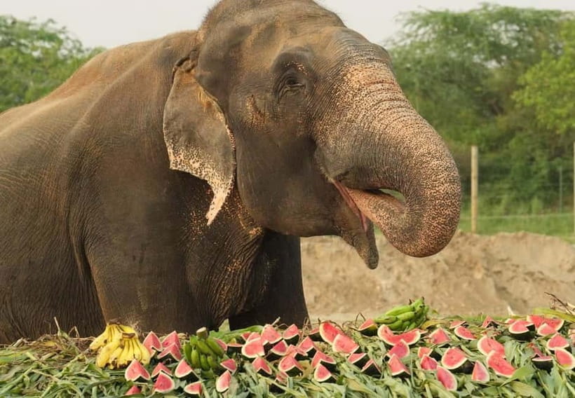 From New Delhi: Taj Mahal and Elephant Conservation Centre - Who This Tour Fits Best (and Who Should Rethink It)