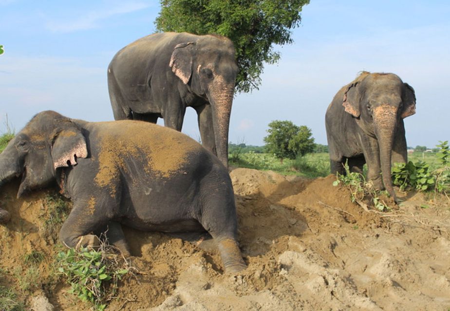 From New Delhi: Taj Mahal and Elephant Conservation Centre - Guide Languages and Accessibility Notes