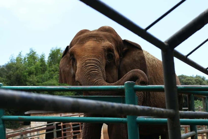 From New Delhi: Taj Mahal and Elephant Conservation Centre - Timing and Timing Pain: Sunrise, 2 Hours, and Road Time