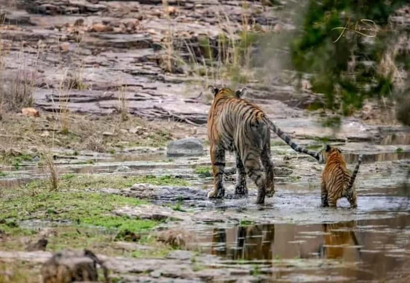 From Ranthambore: Official Tiger Safari in Canter With Guide - Ranthambore by Canter: Why This 20-Seater Safari Makes Sense