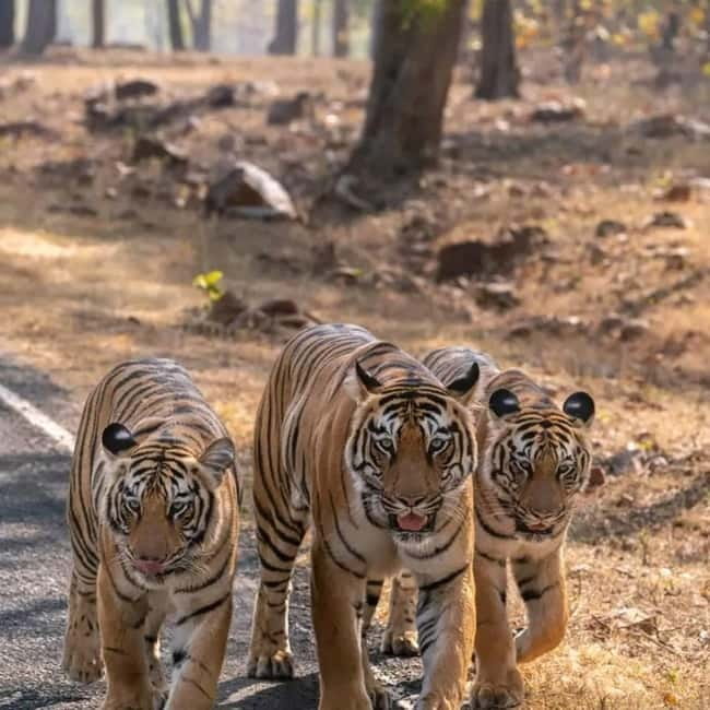 From Ranthambore: Official Tiger Safari in Canter With Guide - Morning vs Afternoon: How the 3 Hours Fit Your Day