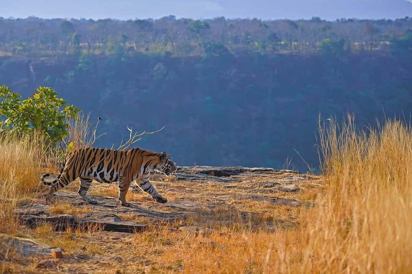 From Ranthambore: Official Tiger Safari in Canter With Guide - Inside the 3-Hour Safari: What You’ll Actually Do