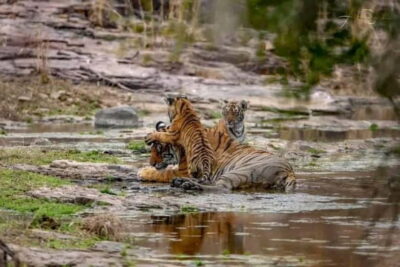 From Ranthambore: Official Tiger Safari in Canter With Guide - Meeting at Ganesh Dham Circle: Getting Where You Need to Be