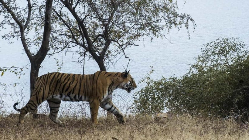 From Ranthambore: Official Tiger Safari in Canter With Guide - Price and Value: Why $27 Can Be a Good Deal