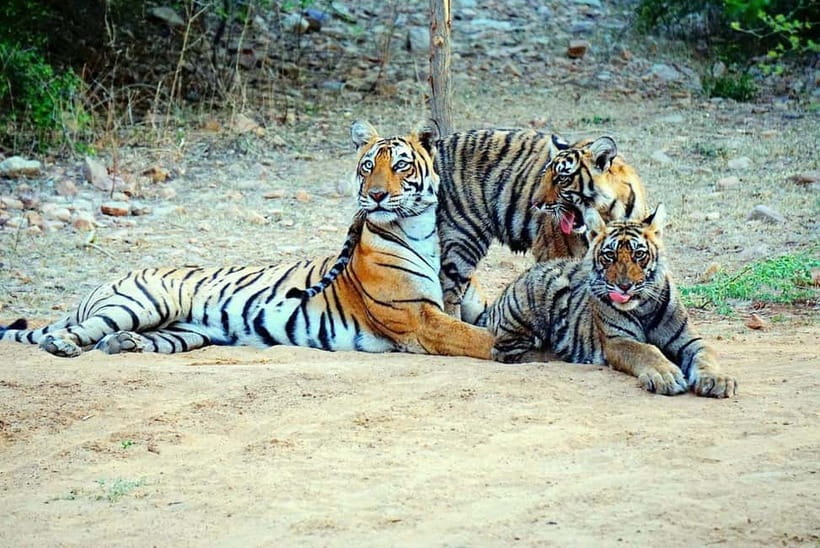 From Ranthambore: Official Tiger Safari in Canter With Guide - Booking Notes That Affect Your Real Plans