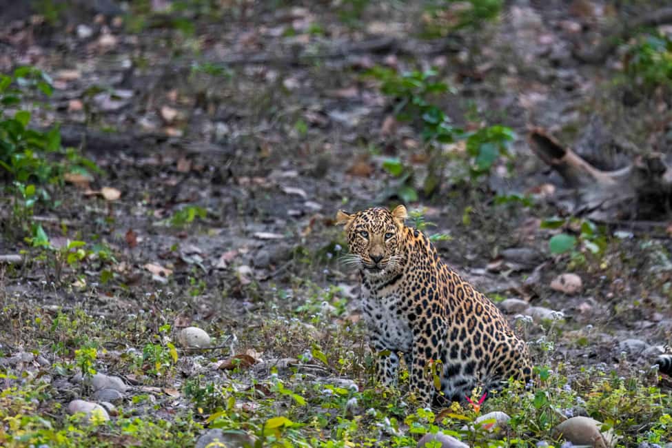 From Rishikesh: Rajaji National Park Half-Day Tour - Key highlights worth clocking