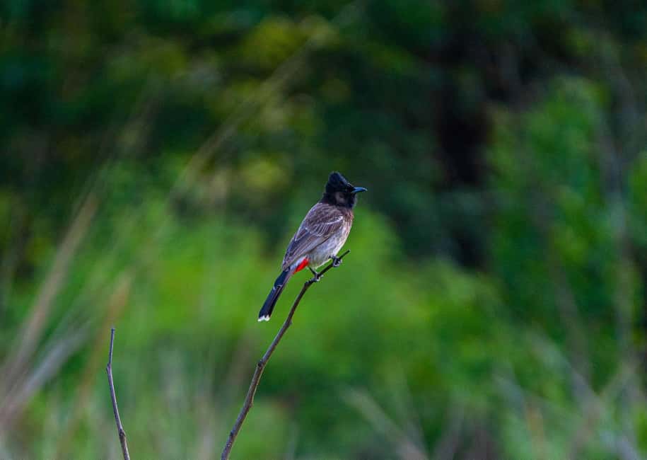 From Rishikesh: Rajaji National Park Half-Day Tour - What you’re really looking for: habitat, flora, and wildlife odds