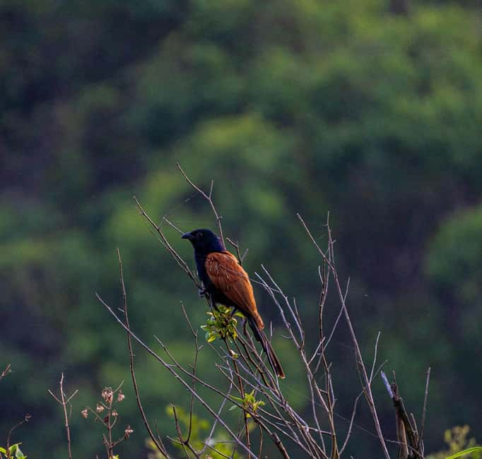 From Rishikesh: Rajaji National Park Half-Day Tour - Price and value: is $96 for 5 hours fair?