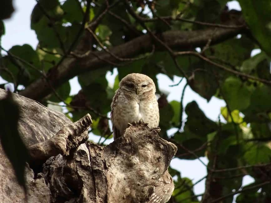 From Rishikesh: Rajaji National Park Half-Day Tour - Park rules that affect your comfort: clothes, camera, and what’s banned