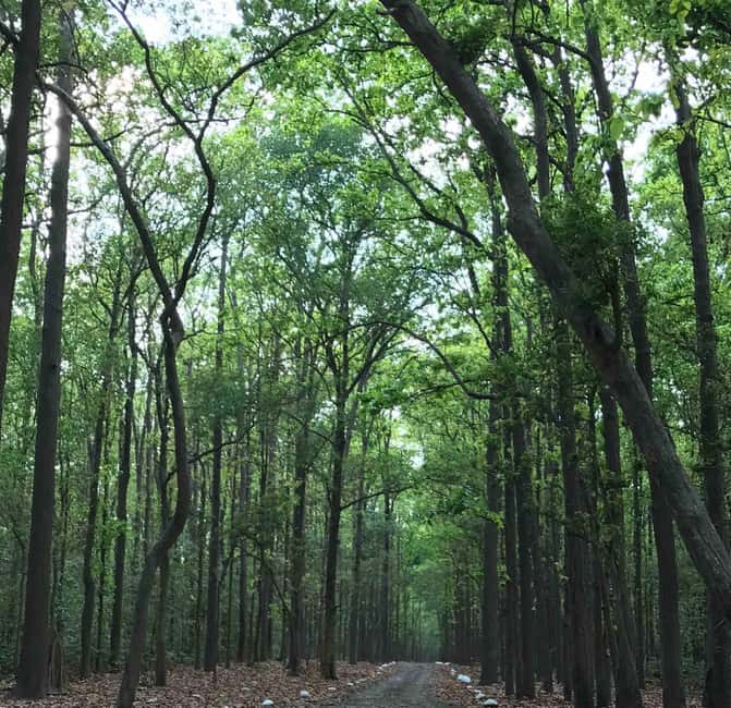 From Rishikesh: Rajaji National Park Half-Day Tour - From Rishikesh pickup to park time: how the 5-hour flow feels