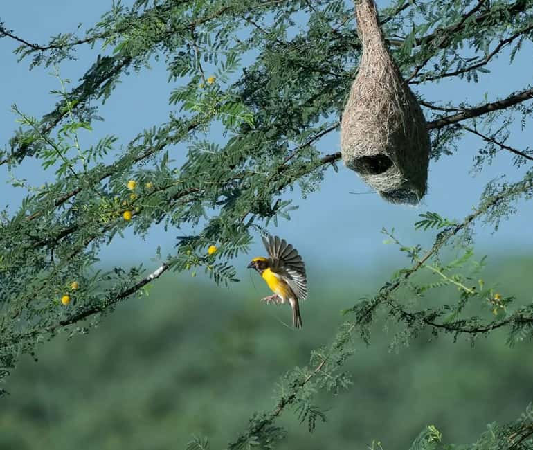 From Udaipur: Authentic Village Safari Experience - Key moments that make this tour worth it