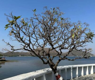 From Udaipur: Authentic Village Safari Experience - Getting there: hotel pickup, private AC car, and the early start