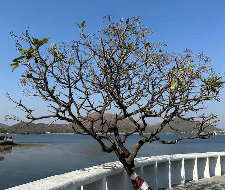 From Udaipur: Authentic Village Safari Experience - Getting there: hotel pickup, private AC car, and the early start