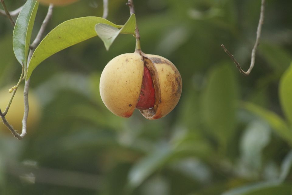 Goa: Spice Plantation Tour and Traditional Local Lunch - What the Guides Teach: Spice Uses, Health Tips, and Goa Stories