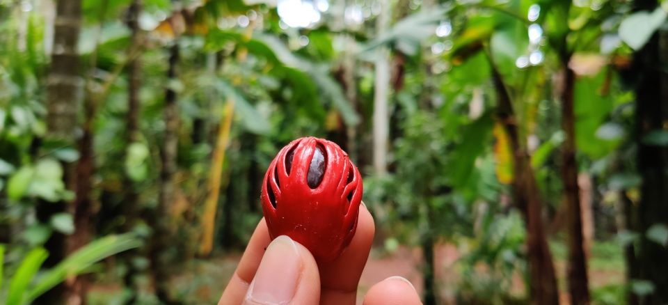 Goa: Spice Plantation Tour and Traditional Local Lunch - Herbal Tea on Arrival and the Plantation Walk You Actually Get