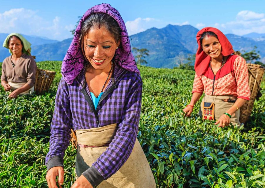 Heritage & Cultural Walk of Darjeeling (2 Hours Guided Tour) - Tea Cultivation, Processing, and Tasting: More Than a Souvenir Stop