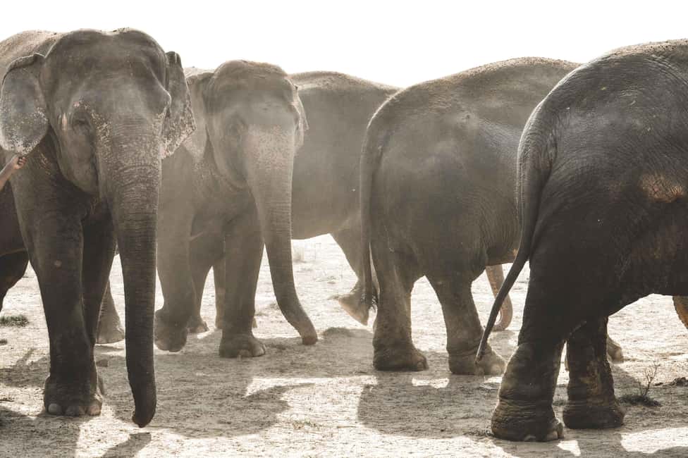 Jaipur: Elefantastic Elephant Sanctuary Tour - Key highlights to know before you go