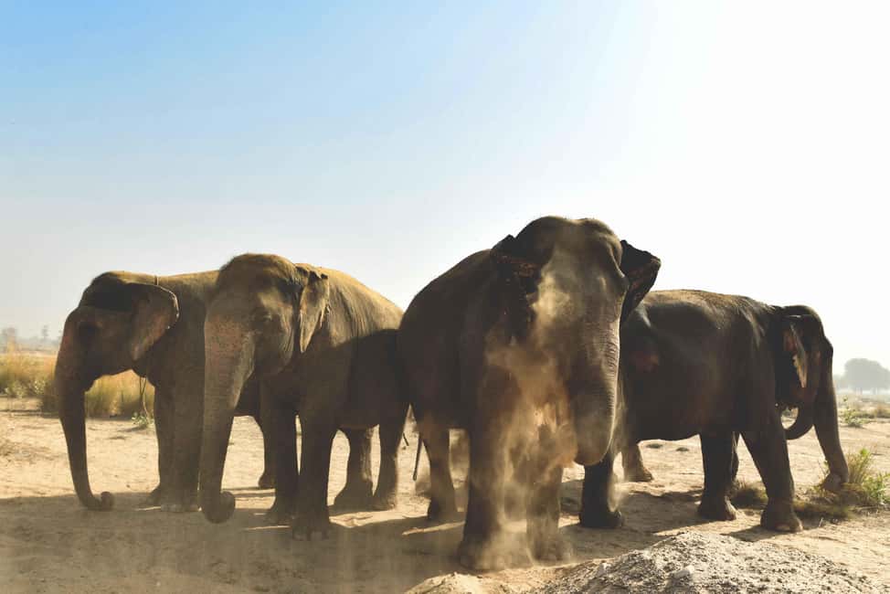Jaipur: Elefantastic Elephant Sanctuary Tour - The Jaipur pickup and transfer: how to time your day