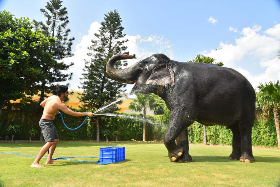 Jaipur Elephant Experience: Bond, Connect, and Learn - Key moments that make EleJungle feel like more than a photo stop