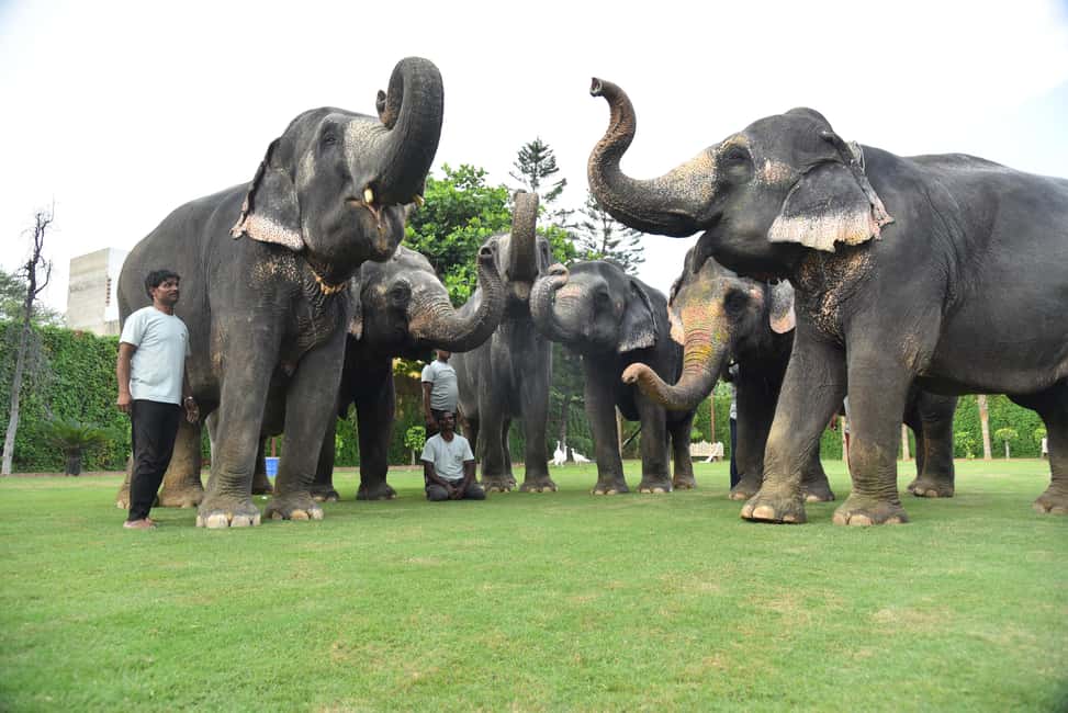 Jaipur Elephant Experience: Bond, Connect, and Learn - First steps in Amer: pickup, welcome, and the EleJungle briefing