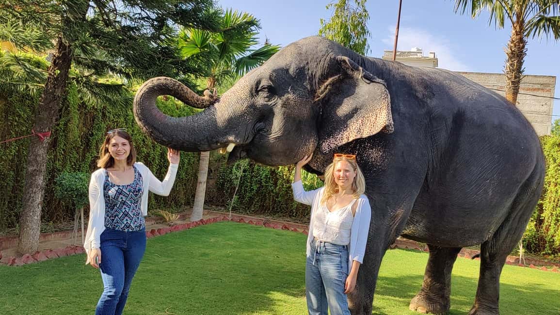 Jaipur Elephant Experience: Bond, Connect, and Learn - Shelter visit: meeting mahout families and seeing elephant life on its own terms