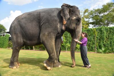 Jaipur Elephant Experience: Bond, Connect, and Learn - Feeding session: bananas, sugarcane, and sorghum grass