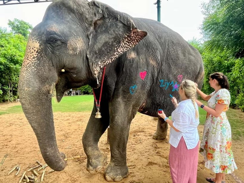 Jaipur: Elephant Interaction Tour - Painting elephants with natural colors: art, safety, and elephant-friendly materials