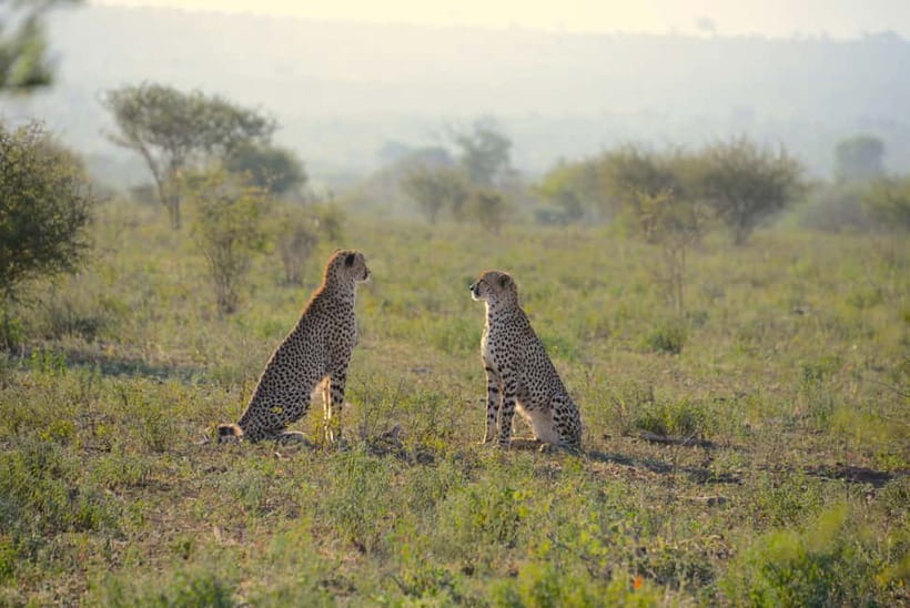Jaipur: Jhalana Amagarh Leopard Reserve 4×4 Jeep Safari - Jhalana and Amagarh: Jaipur’s Leopard Reserve in the Aravallis