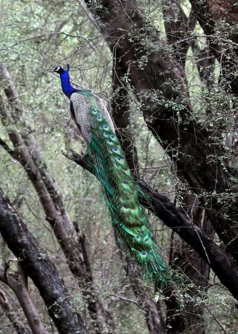 Jaipur: Jhalana Amagarh Leopard Safari Park Guided Tour - Key things that make this safari worth your time