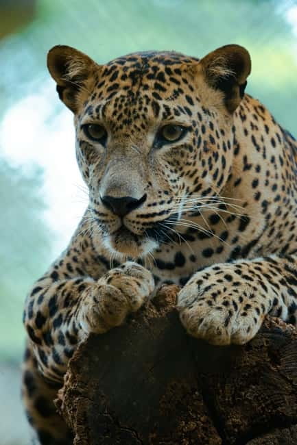 Jaipur: Jhalana Amagarh Leopard Safari Park Guided Tour - Jhalana Amagarh in Jaipur: a different kind of leopard outing